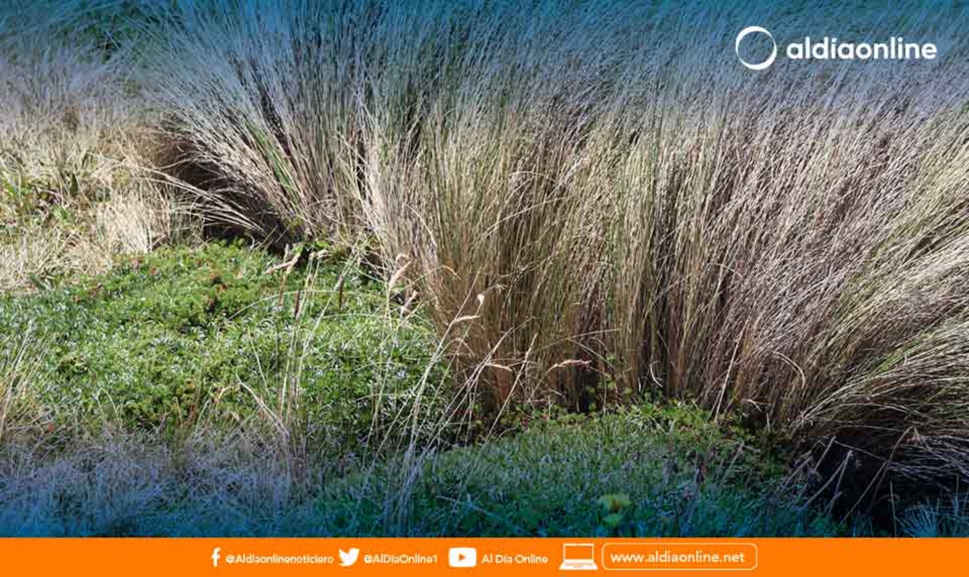 PREFECTURA DE COTOPAXI IMPULSA CONSERVACION DEL MEDIO AMBIENTE EN MACA GRANDE DE POALO