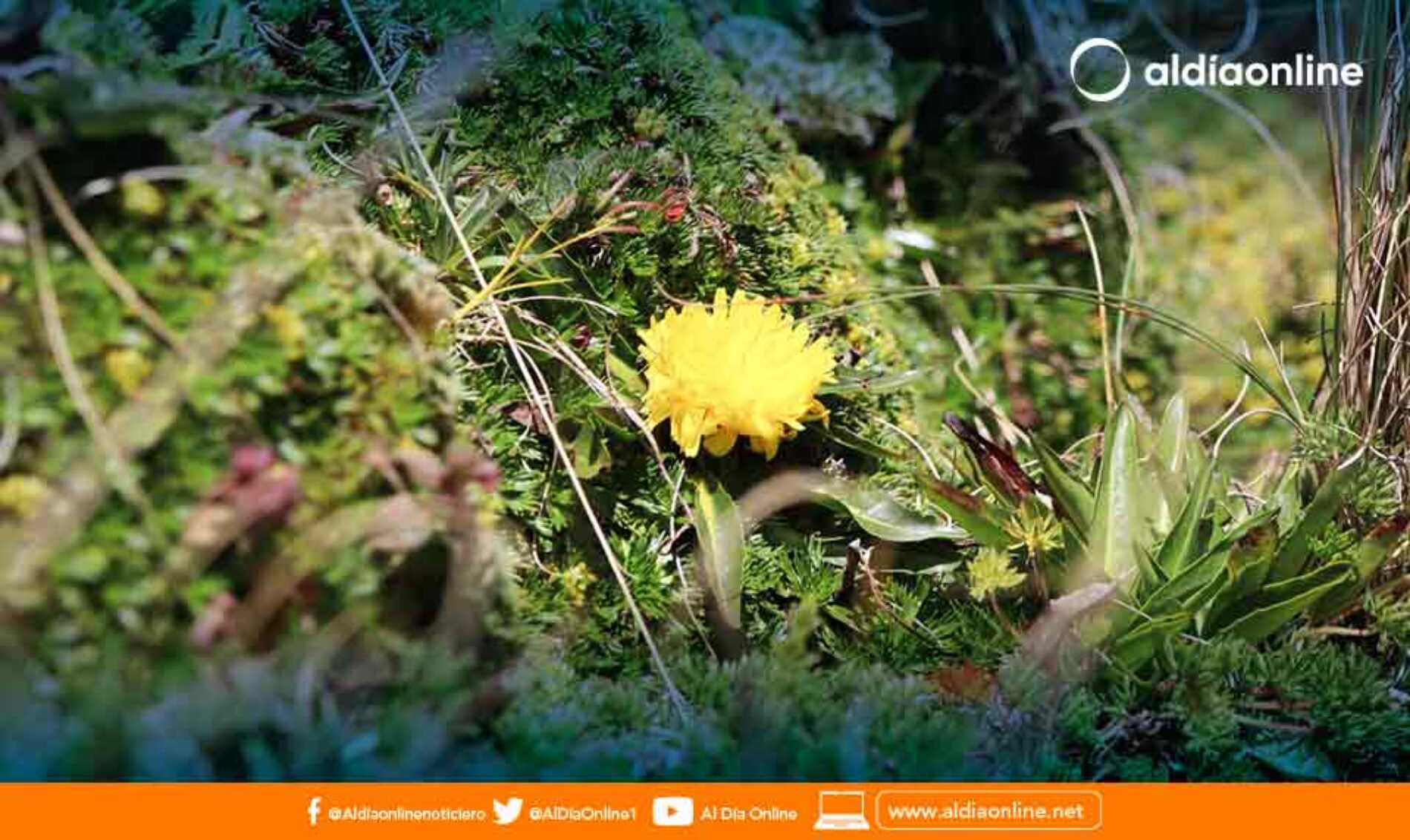 PREFECTURA DE COTOPAXI IMPULSA CONSERVACION DEL MEDIO AMBIENTE EN MACA GRANDE DE POALO