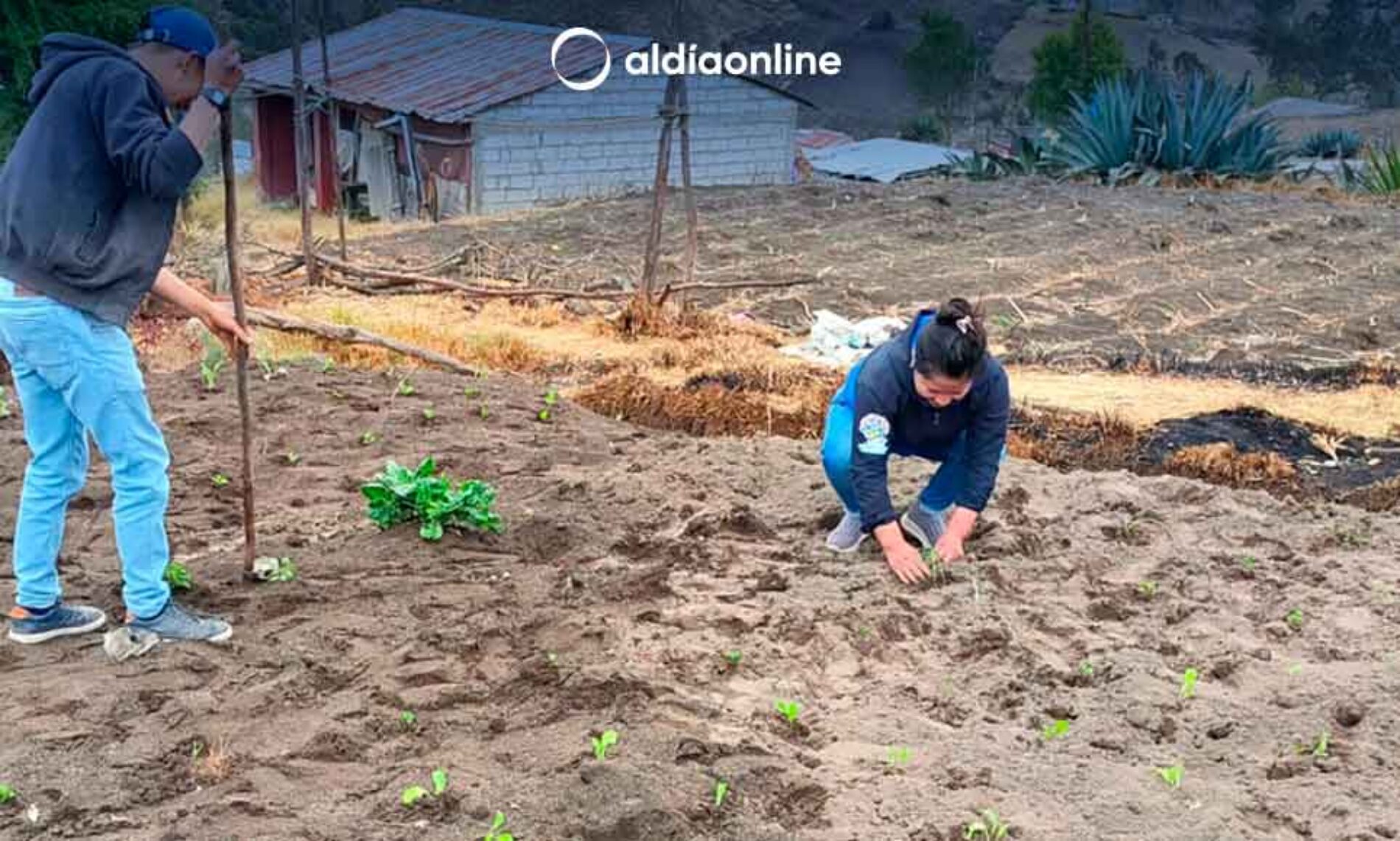 ADULTOS MAYORES DEL CANTÓN SAQUISILÍ SON ATENDIDOS CON LOS HUERTOS FAMILIARES (VIDEO)