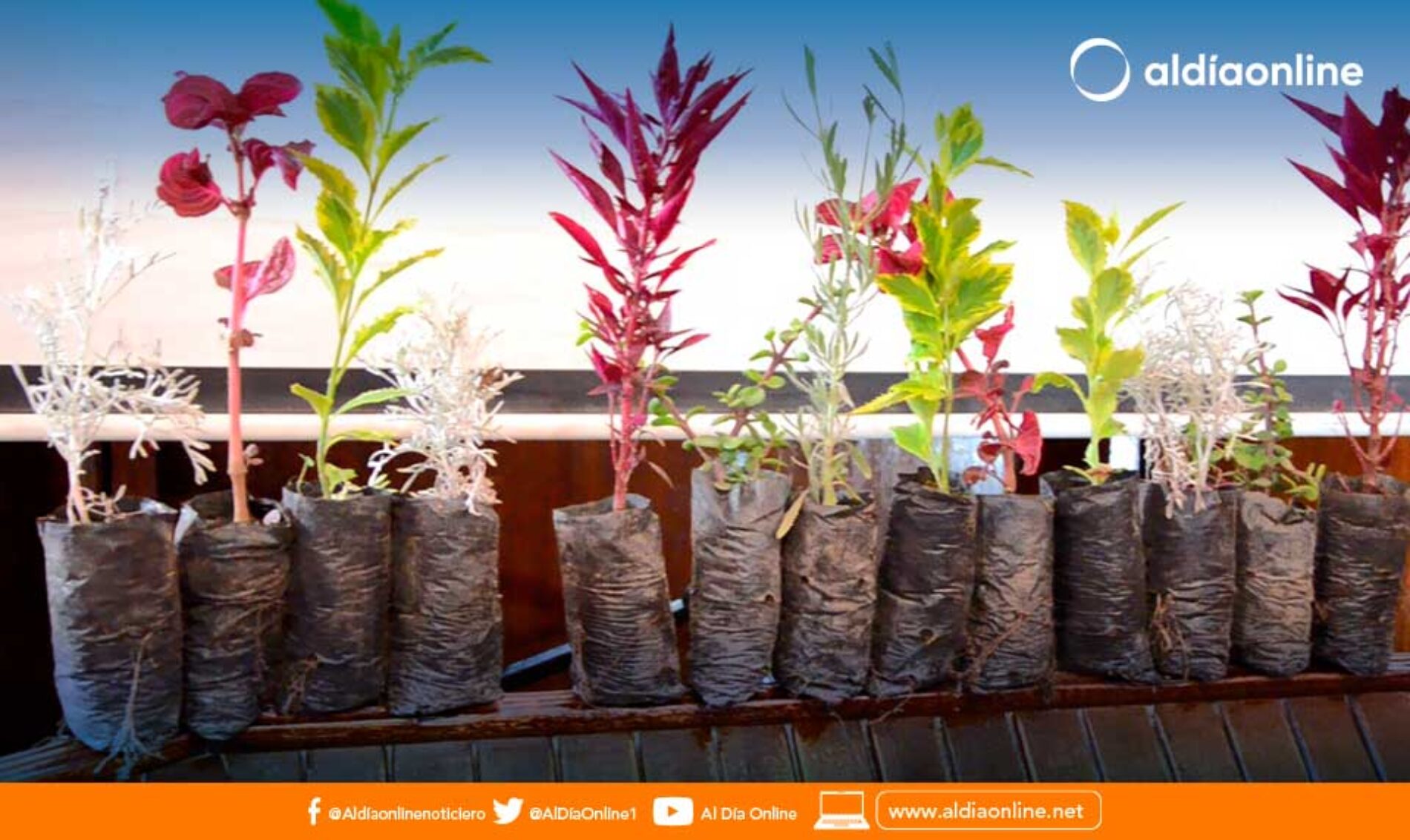 LA DIRECCIÓN DE MEDIO AMBIENTE DEL GAD. MUNICIPAL DE LATACUNGA PRESENTÓ EL PROYECTO “SEMBRANDO SUEÑOS”.(VIDEO)