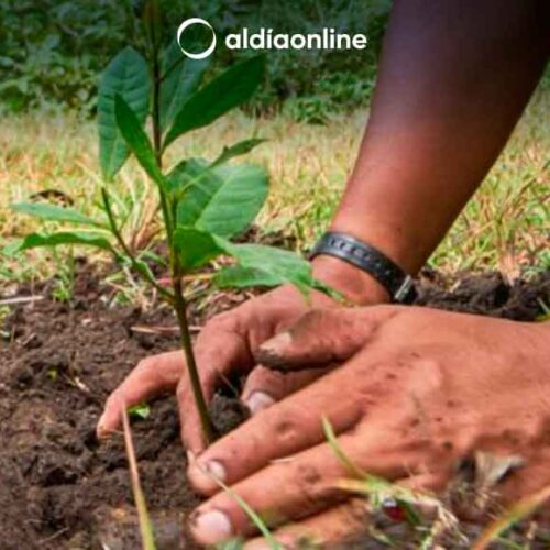 25 MIL PLANTAS EN CAMPAÑA DE REFORESTACIÓN SE IMPLEMENTARÁ EN LATACUNGA DESDE EL 29 DE NOVIEMBRE (VIDEO)