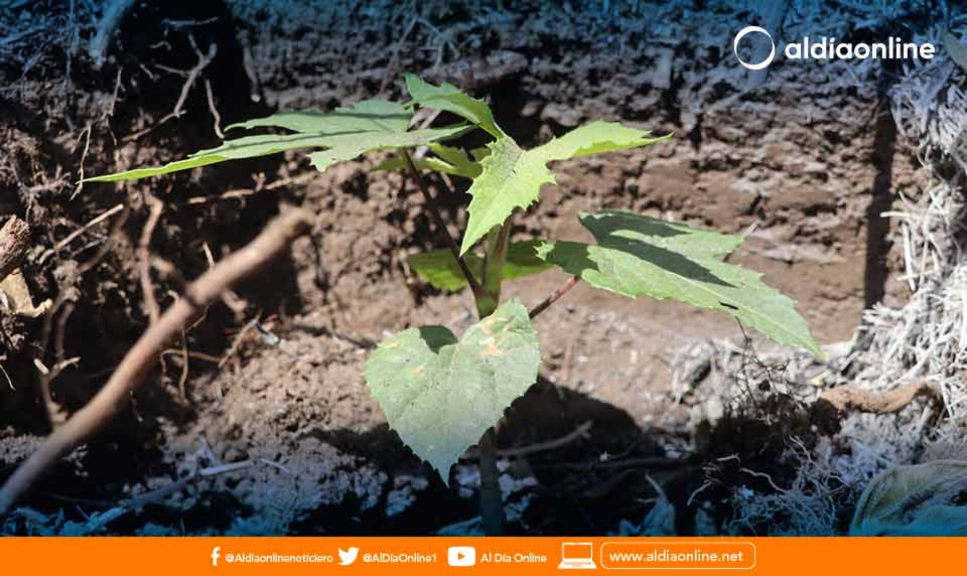 PREFECTURA DE COTOPAXI EMPRENDIÓ REFORESTACIÓN EN LA COMUNIDAD TANGÁN- SIGCHOS