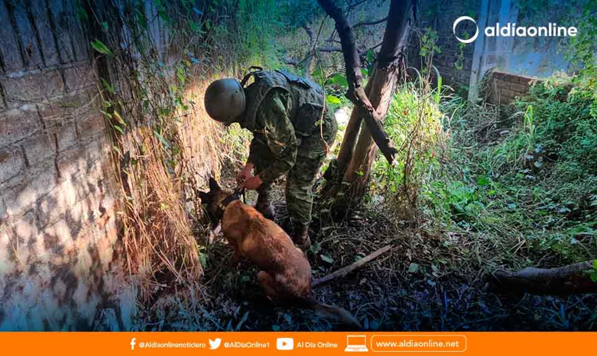 PELOTÓN CANINO DE LA BRIGADA PATRIA CONTINÚA LOCALIZANDO SCSF EN EL CANTÓN BABAHOYO