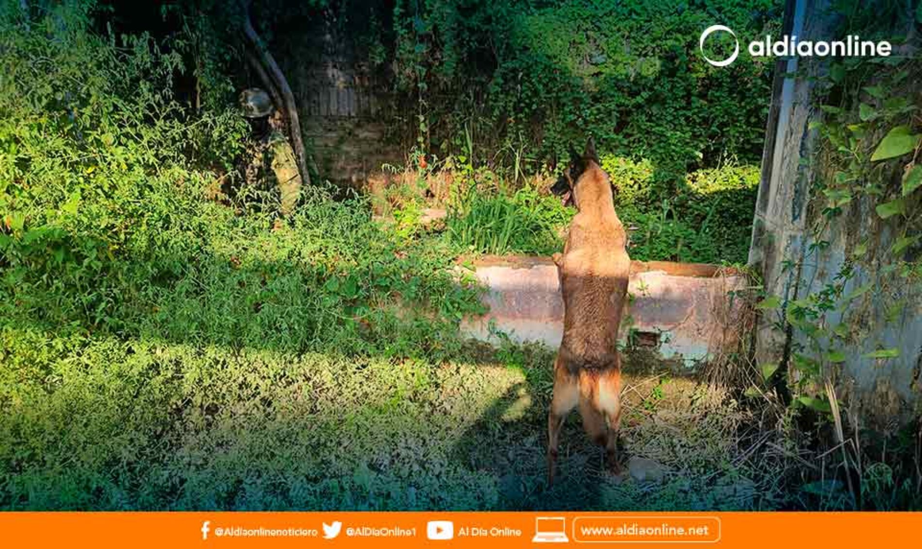 PELOTÓN CANINO DE LA BRIGADA PATRIA CONTINÚA LOCALIZANDO SCSF EN EL CANTÓN BABAHOYO
