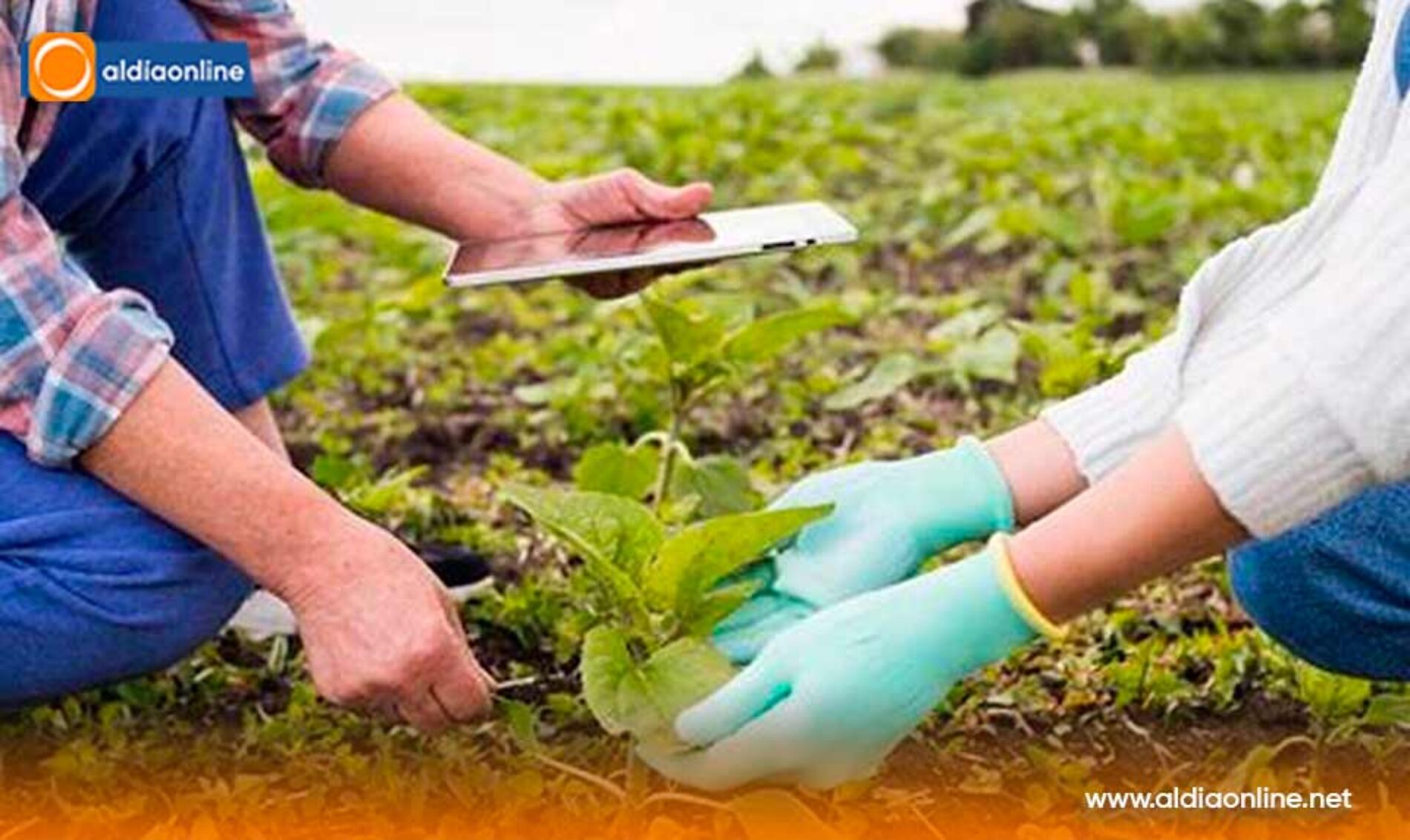 BIOFÁBRICAS: INNOVACIÓN AGRÍCOLA RENTABLE Y SOSTENIBLE