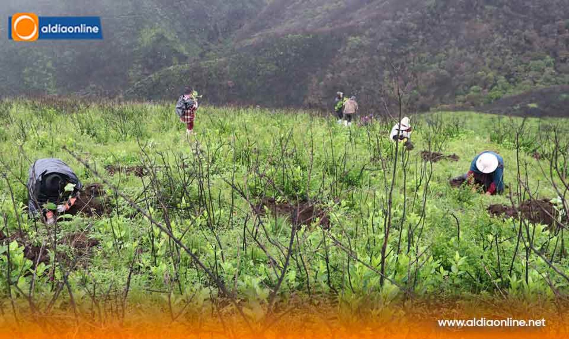 PREFECTURA, EMPRENDE REFORESTACIÓN EN QUINTICUSIG DEL CANTÓN SIGCHOS