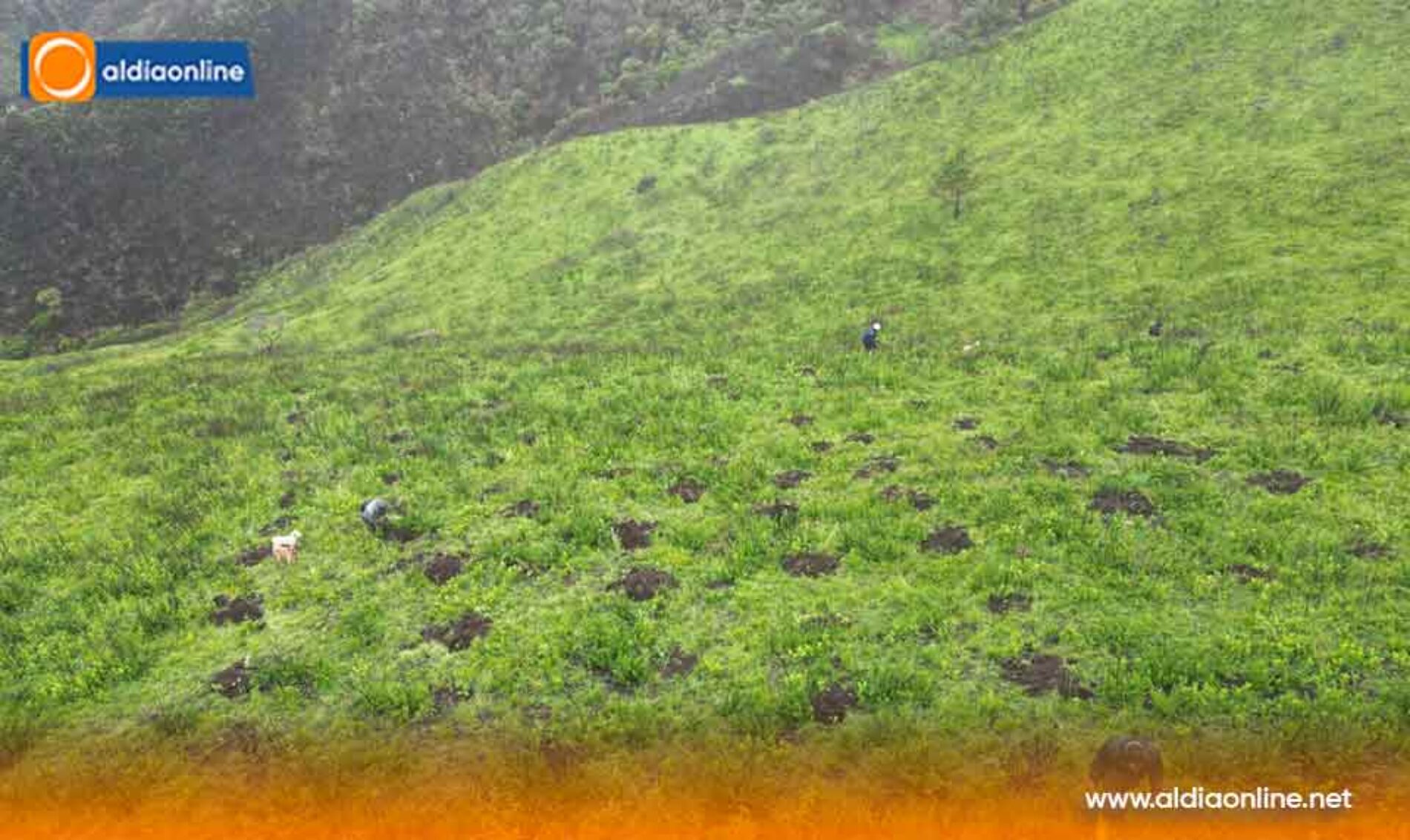 PREFECTURA, EMPRENDE REFORESTACIÓN EN QUINTICUSIG DEL CANTÓN SIGCHOS