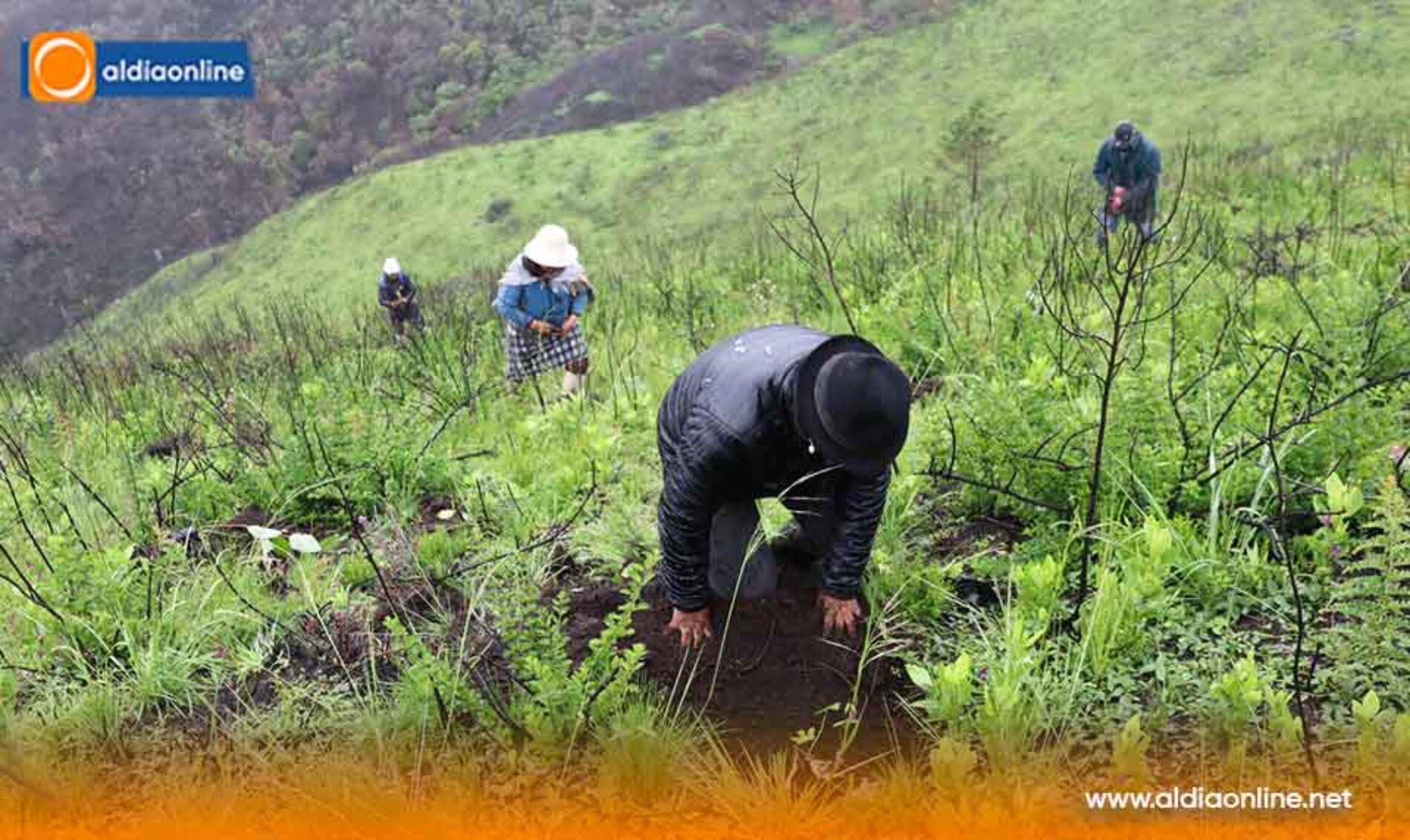 PREFECTURA, EMPRENDE REFORESTACIÓN EN QUINTICUSIG DEL CANTÓN SIGCHOS