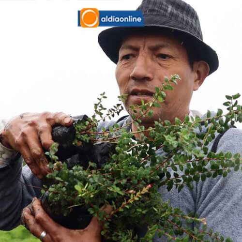 PREFECTURA, EMPRENDE REFORESTACIÓN EN QUINTICUSIG DEL CANTÓN SIGCHOS