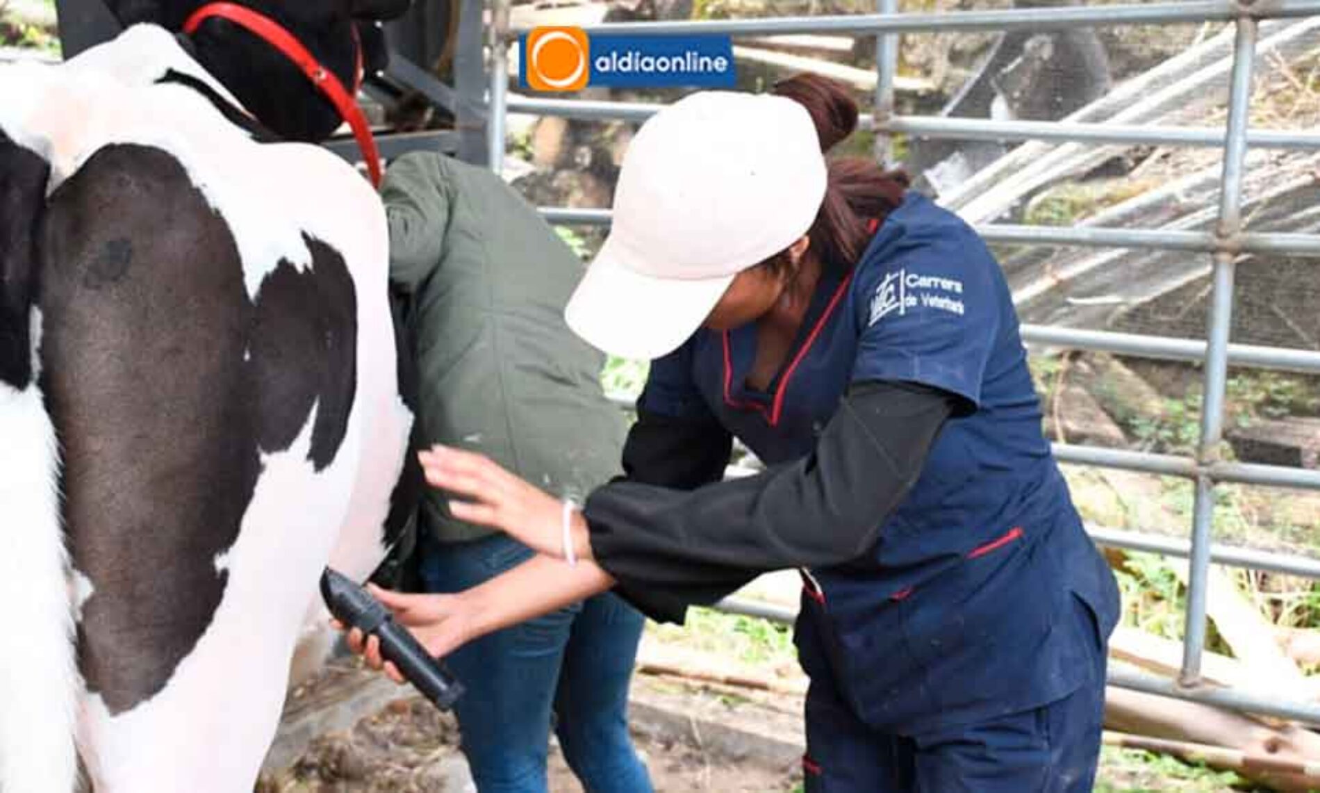 MEDICINA VETERINARÍA, PSICOLOGÍA SOCIAL Y TRABAJO SOCIAL  CARRERAS DE MAYOR DEMANDA EN LA UTC (VIDEO)