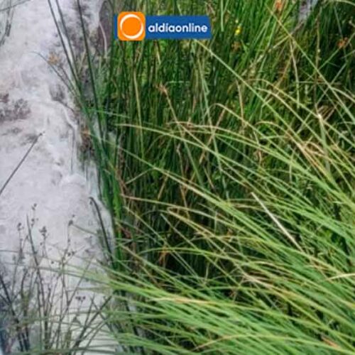 RED DE CONDUCCIÓN DE AGUA DESDE SAN AGUSTIN DE CALLO A SAQUISILÍ, A ESPERA DE PERMISO DE DUEÑOS DE HACIENDAS (VIDEO)