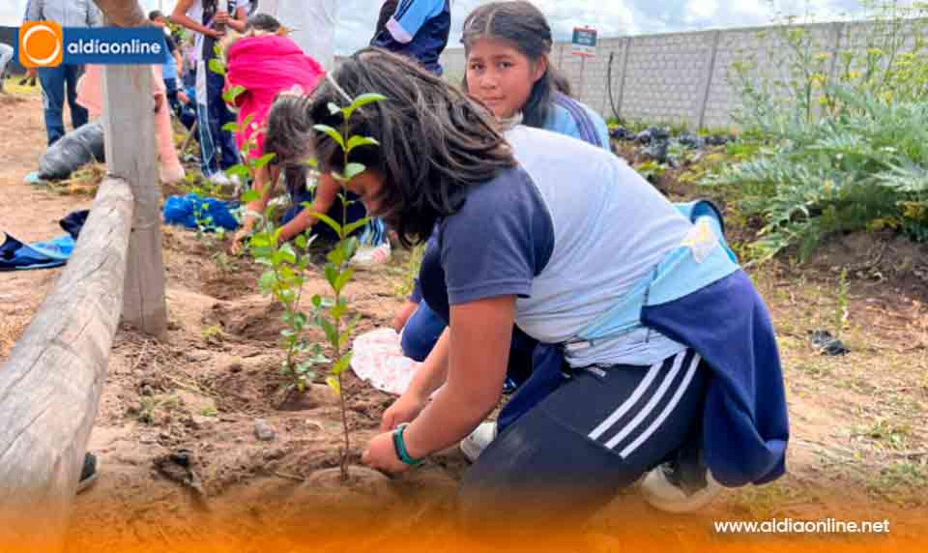 PROYECTO “RESTAURACIÓN FORESTAL” DESARROLLA PREFECTURA DE COTOPAXI EN SALCEDO