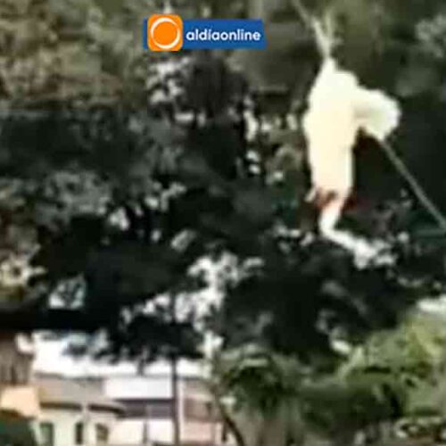 MALTRATO ANIMAL EN SAQUISILÍ SE JUSTIFICA COMO RESCATE DE LA TRADICIÓN Y CULTURA (VIDEO)