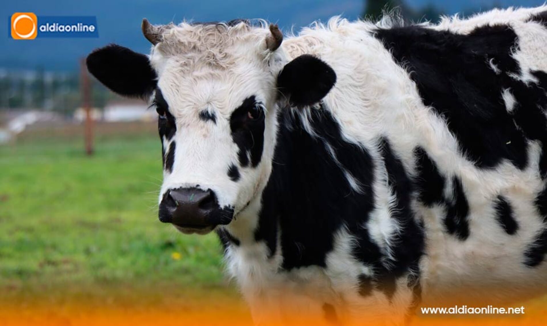 MAG REALIZA OPERATIVOS DE CONTROL DE CENTROS DE ACOPIO PARA CONTROLAR EL PRECIO DE LA LECHE