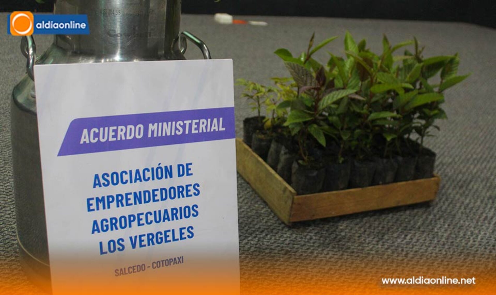PRODUCTORES DE LA ASOCIACIÓN LOS VERGELES DE SALCEDO SE GRADUARON EN EL MANEJO SOSTENIBLE DE PLANTACIONES FORESTALES