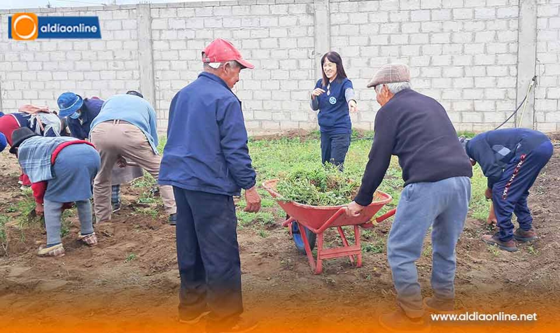 ADULTOS MAYORES DE SALCEDO PARTICIPAN EN LA SIEMBRA DE HORTALIZAS ORGÁNICAS