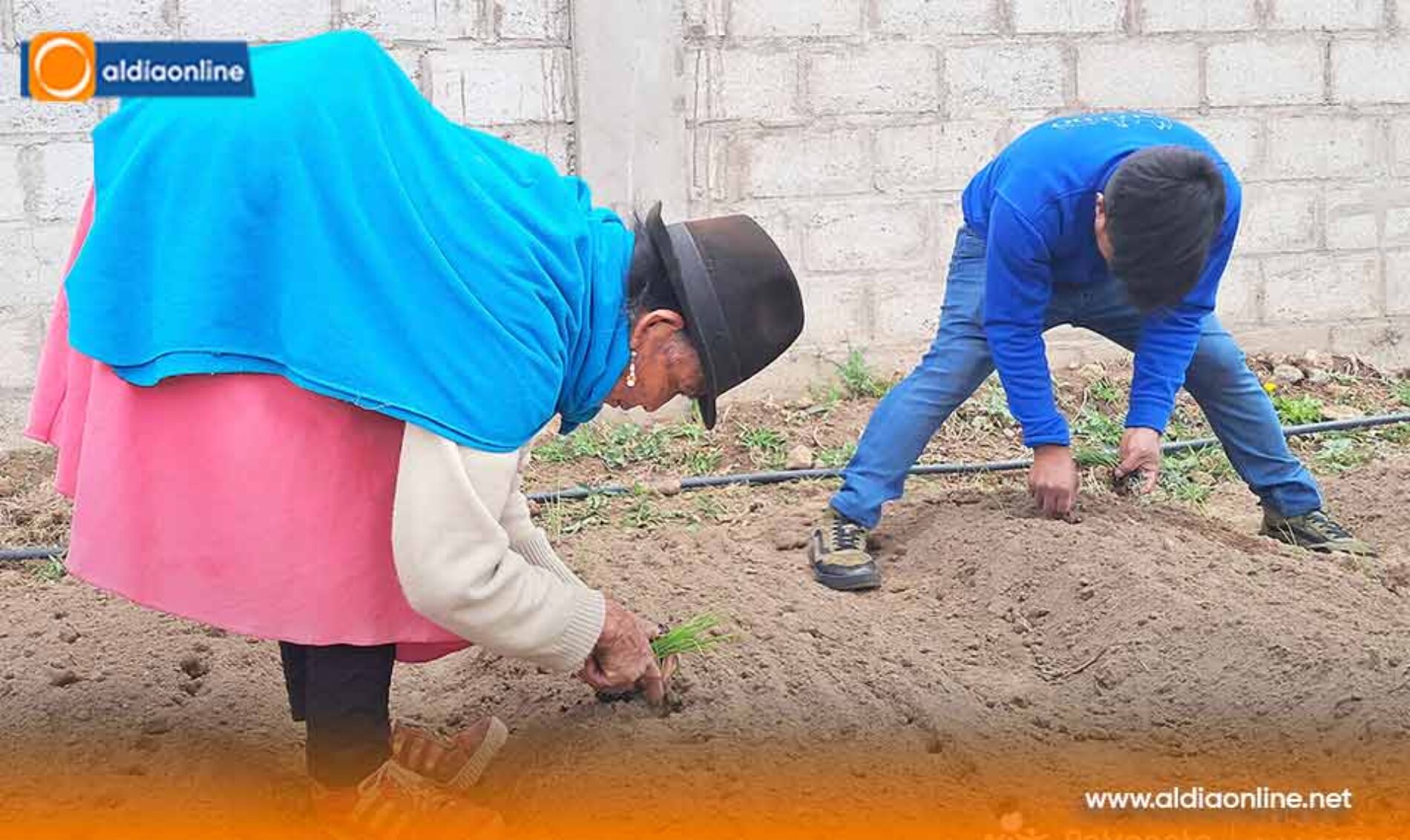 ADULTOS MAYORES DE SALCEDO PARTICIPAN EN LA SIEMBRA DE HORTALIZAS ORGÁNICAS