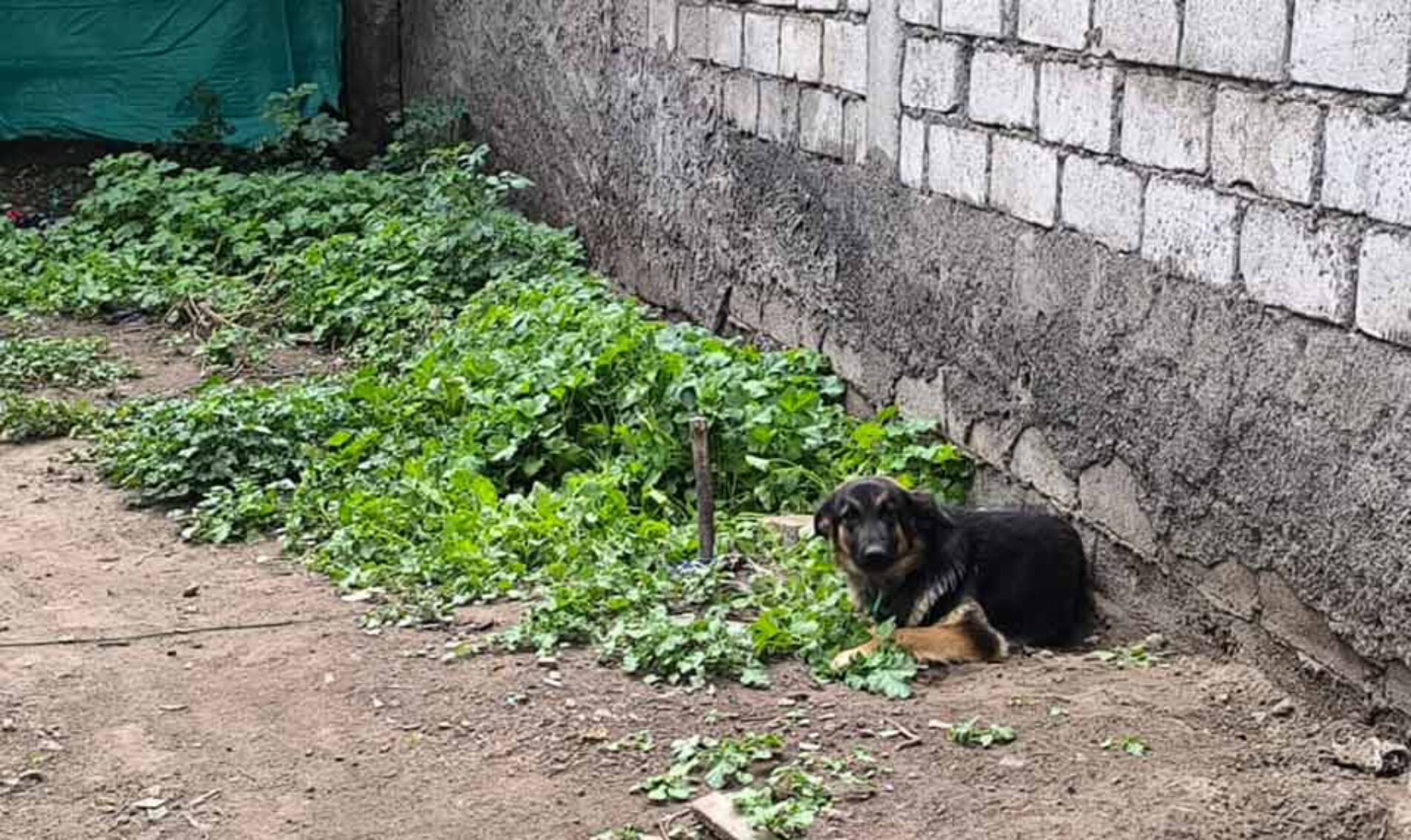 MUNICIPIO DE SALCEDO REFUERZA CONTROL Y EDUCACIÓN SOBRE LA TENENCIA RESPONSABLE DE MASCOTAS