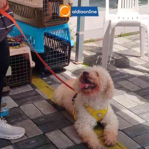 CAMPAÑA “ADOPTA AMOR” IMPULSÓ DIRECCIÓN DE AMBIENTE DEL GAD.M LATACUNGA PARA FOMENTAR ADOPCIÓN RESPONSABLE DE MASCOTAS (VIDEO)