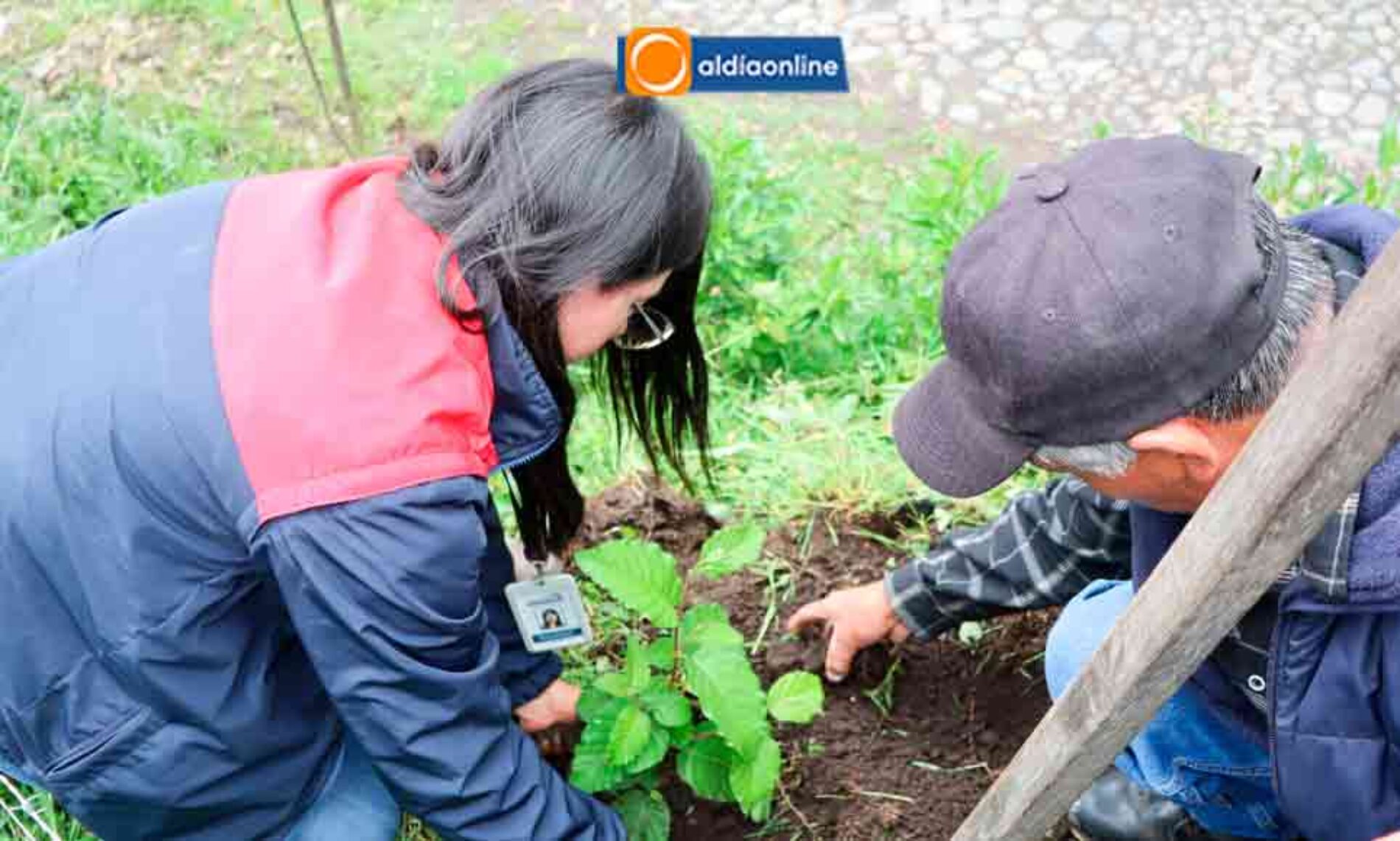 VERDECOCHA IMPULSA LA REFORESTACIÓN CON LA SIEMBRA DE 1.600 PLANTAS NATIVAS ENTREGADAS POR PREFECTURA DE COTOPAXI