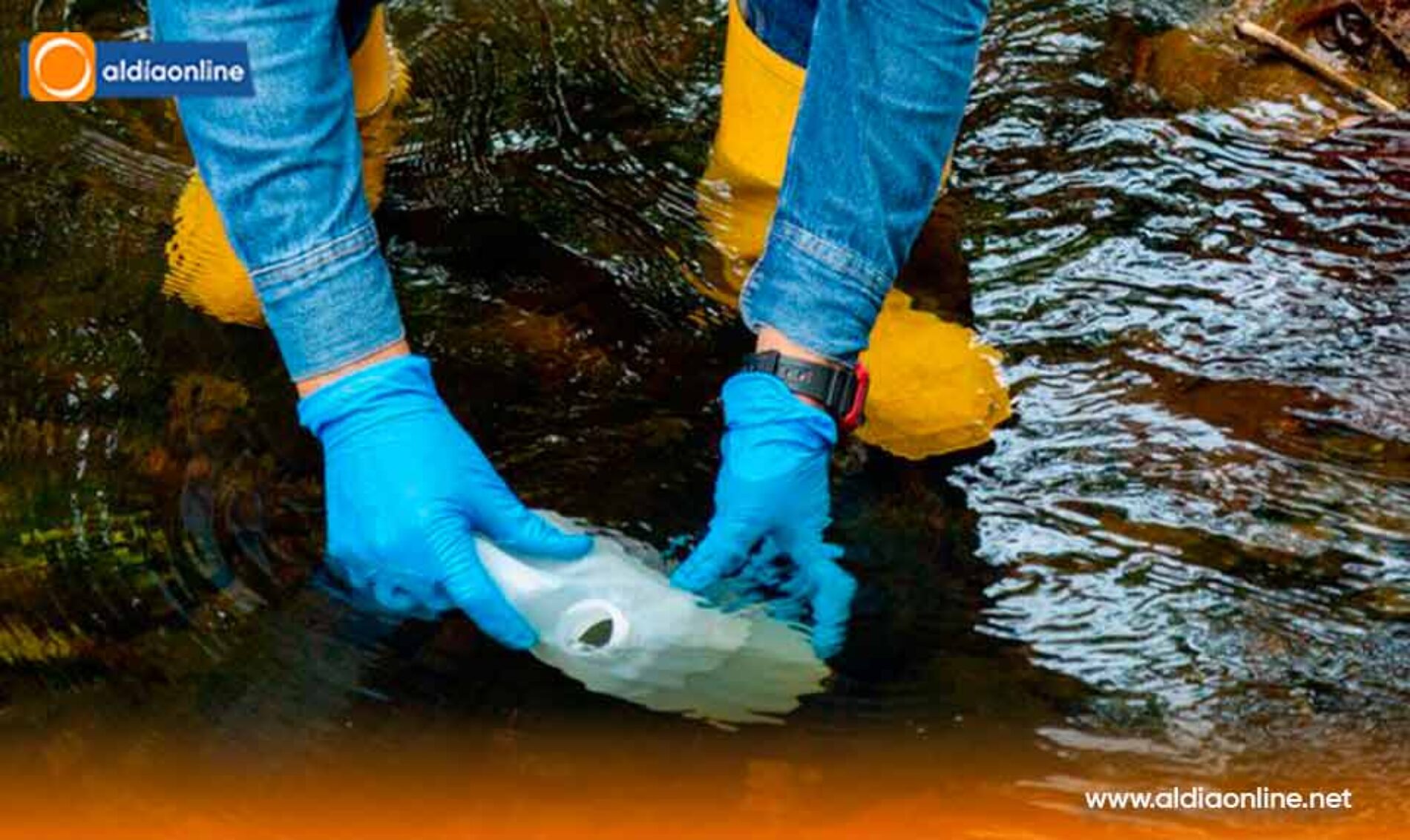 CONFLICTO MINERO EN COTOPAXI: LA COMUNIDAD DE LA MANÁ DEFIENDE SU LEGALIDAD FRENTE A SPLENDOR.(VIDEO)