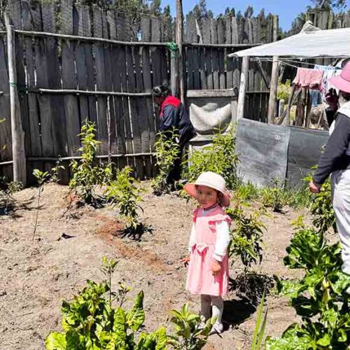 PREFECTURA DE COTOPAXI IMPULSA PROYECTO “SINCHI AYLLUKUNA” PARA COMBATIR LA DESNUTRICIÓN INFANTIL EN PASTOCALLE