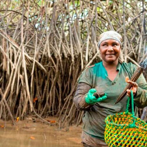 ECUADOR IMPULSA LA PROTECCIÓN DE ECOSISTEMAS DE MANGLAR CON UNA INVERSIÓN DE 4 MILLONES DE DÓLARES