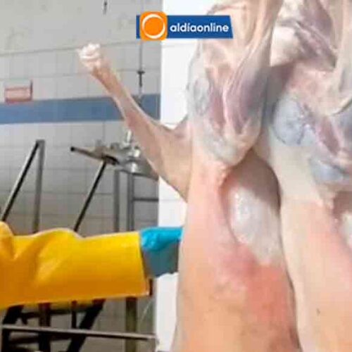 CAMAL TECNOLÓGICO DE SAQUISILÍ SUSPENDERÁ TEMPORALMENTE SU ATENCIÓN POR DECRETO NACIONAL