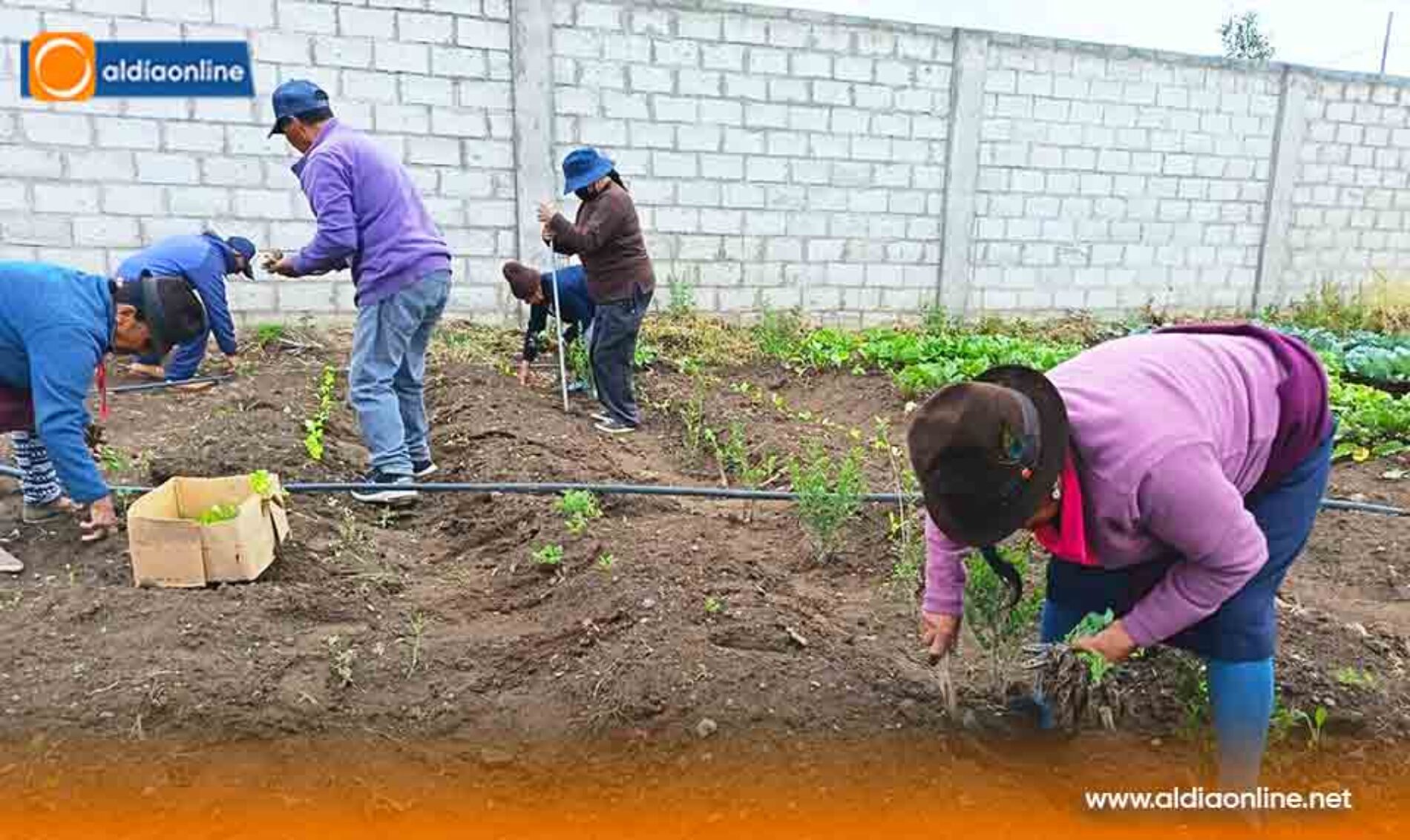 ADULTOS MAYORES COSECHAN SALUD Y BIENESTAR EN HUERTOS ORGÁNICOS DEL CENTRO GERIÁTRICO DE SALCEDO