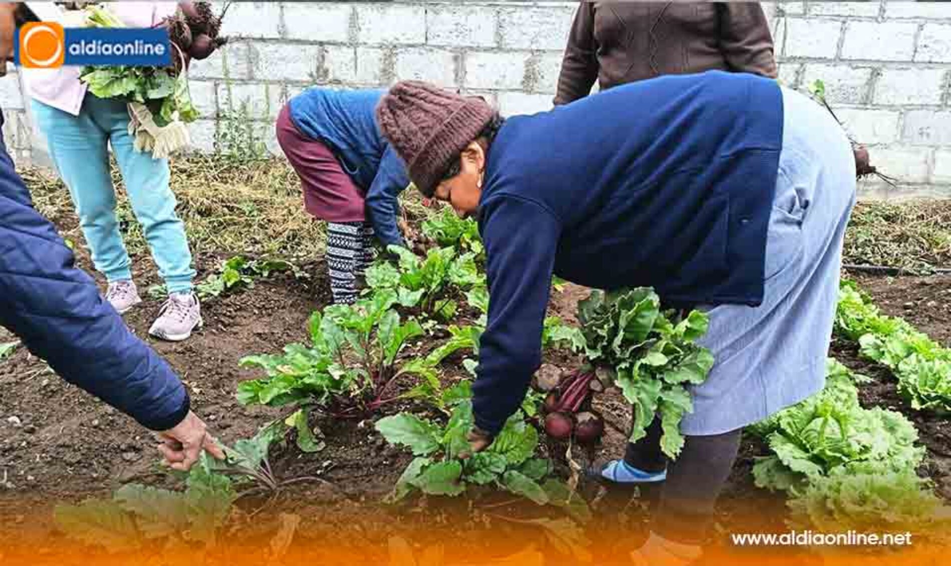 ADULTOS MAYORES COSECHAN SALUD Y BIENESTAR EN HUERTOS ORGÁNICOS DEL CENTRO GERIÁTRICO DE SALCEDO