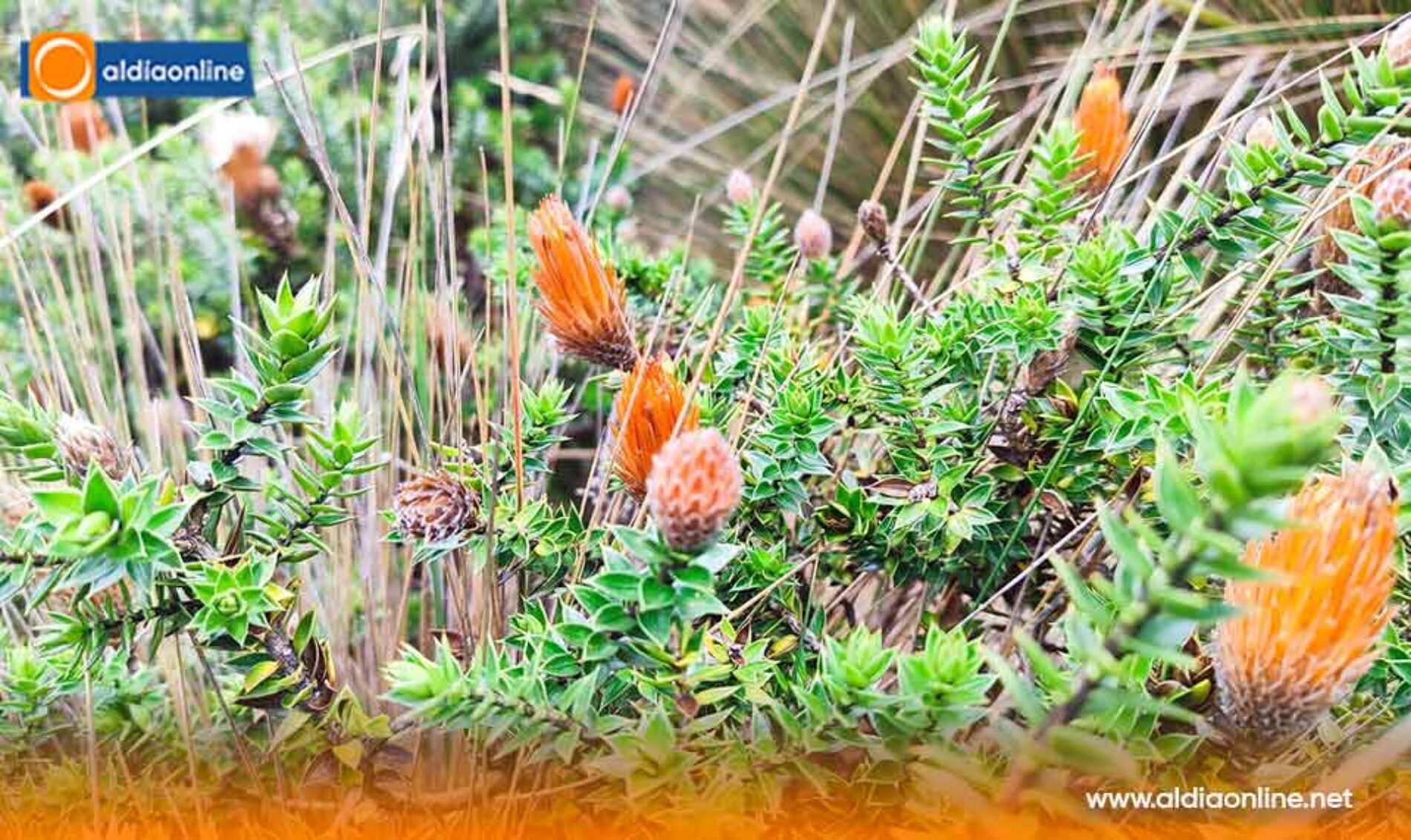 TERCER ENCUENTRO DE CUIDADO Y MANEJO DE PÁRAMOS FORTALECE LA DEFENSA DEL AGUA EN SAQUISILÍ