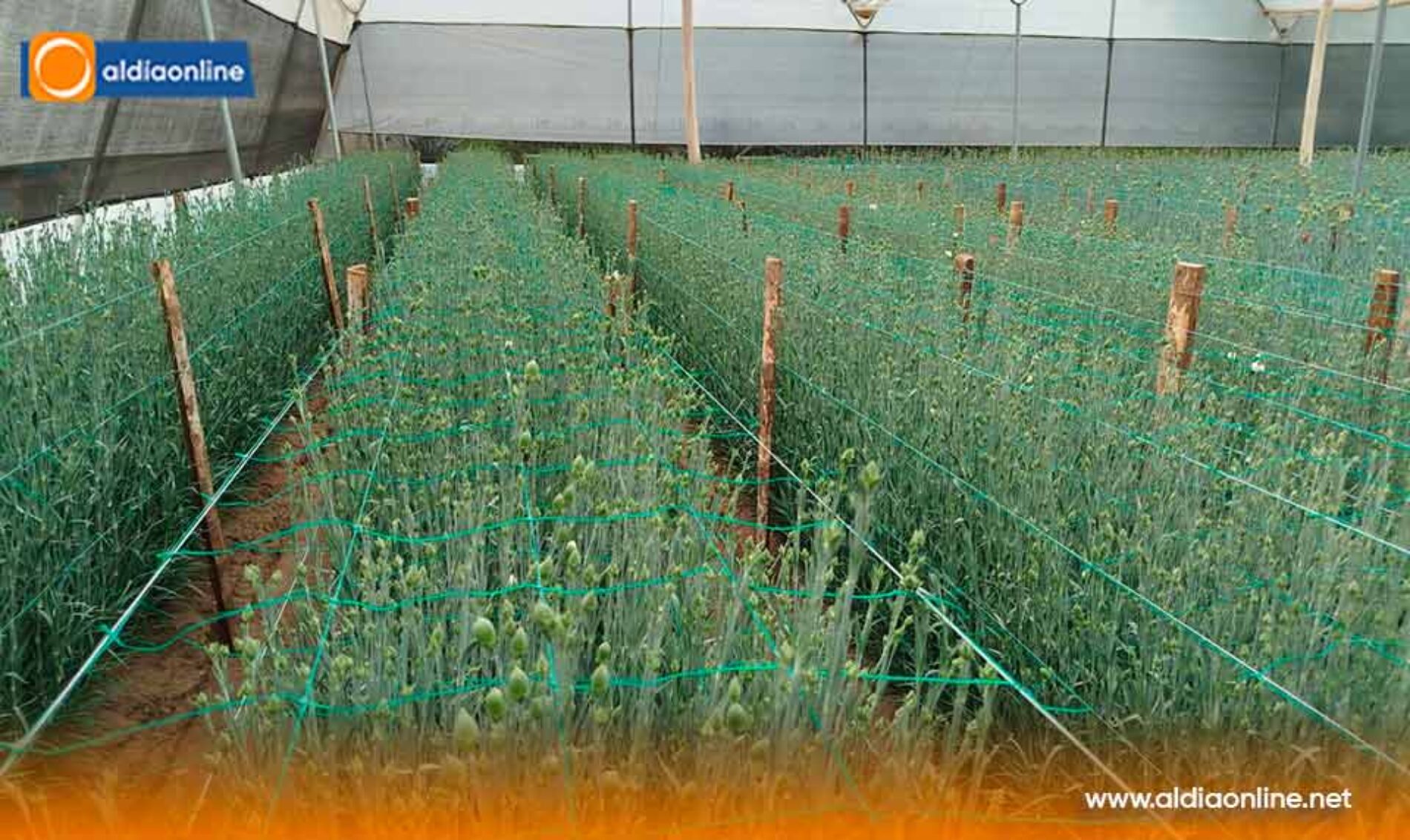 DIRIGENTE DE SAQUISILÍ ALERTA QUE ALZA DEL 50% EN ARANCELES CON COLOMBIA GOLPEA A PEQUEÑOS FLORICULTORES.(VIDEO)