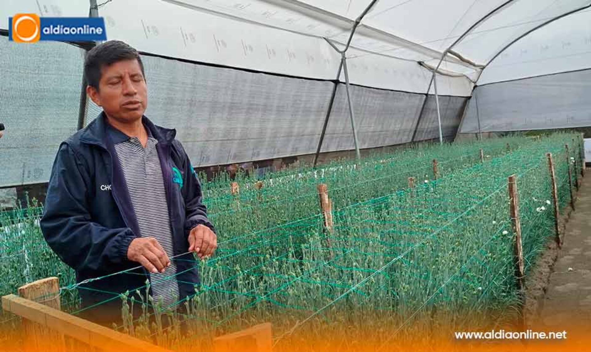 DIRIGENTE DE SAQUISILÍ ALERTA QUE ALZA DEL 50% EN ARANCELES CON COLOMBIA GOLPEA A PEQUEÑOS FLORICULTORES.(VIDEO)