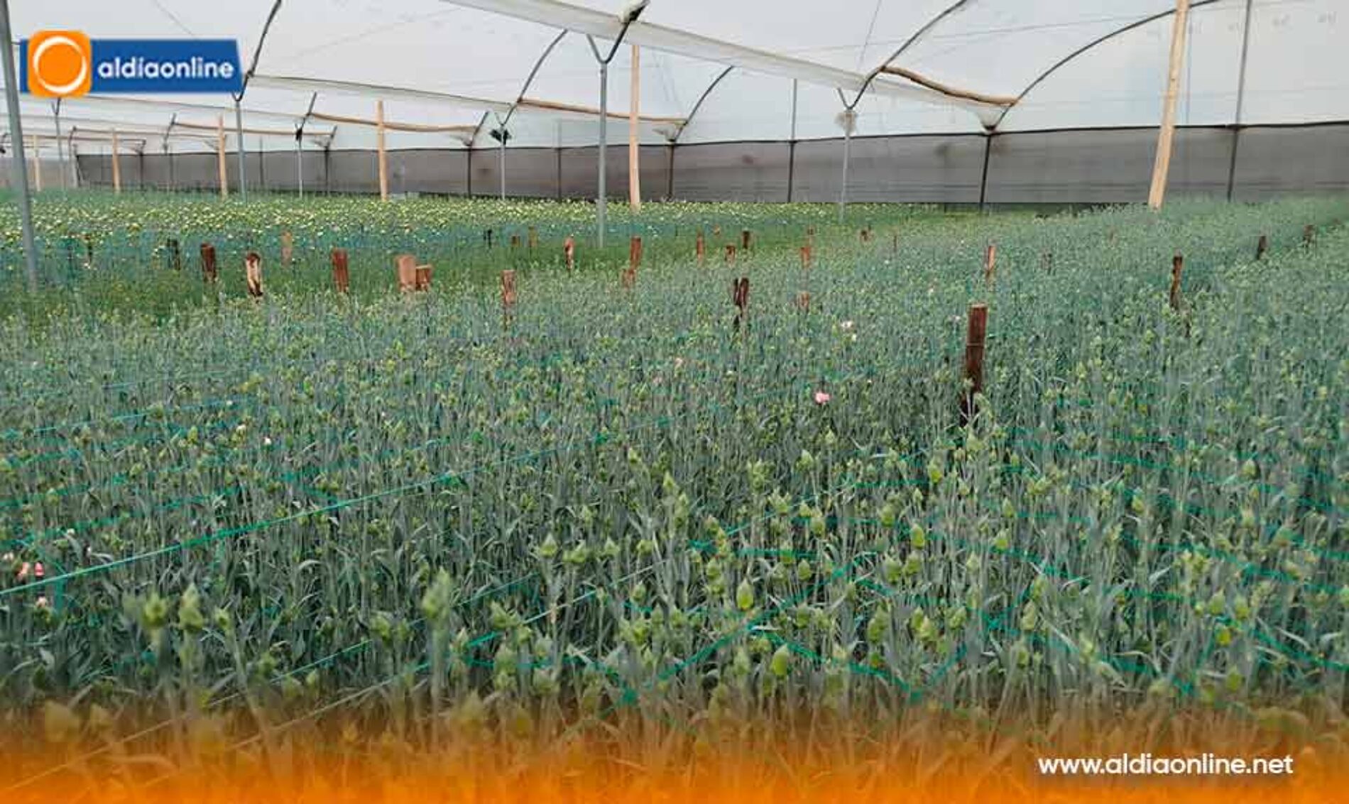 DIRIGENTE DE SAQUISILÍ ALERTA QUE ALZA DEL 50% EN ARANCELES CON COLOMBIA GOLPEA A PEQUEÑOS FLORICULTORES.(VIDEO)