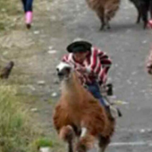 SALCEDO CONMEMORARÁ EL DÍA MUNDIAL DE LOS HUMEDALES CON LA TRADICIONAL LLAMINGADA EN EL PARQUE NACIONAL LLANGANATES