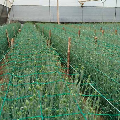 DIRIGENTE DE SAQUISILÍ ALERTA QUE ALZA DEL 50% EN ARANCELES CON COLOMBIA GOLPEA A PEQUEÑOS FLORICULTORES.(VIDEO)
