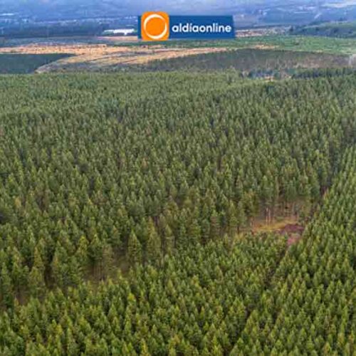 PLANTACIONES DE COTOPAXI  CAPTURAN 225 MIL TONELADAS  DE CO2E ANUALES