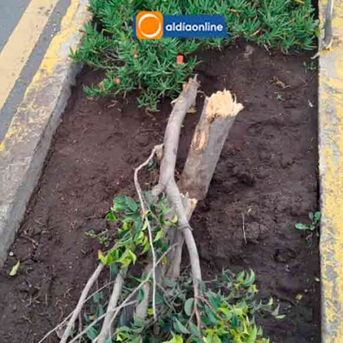 INDIGNACIÓN POR DESTRUCCIÓN DE ARBUSTO EN PARTERRE DE LA AV. UNIDAD NACIONAL Y GALO TORRES