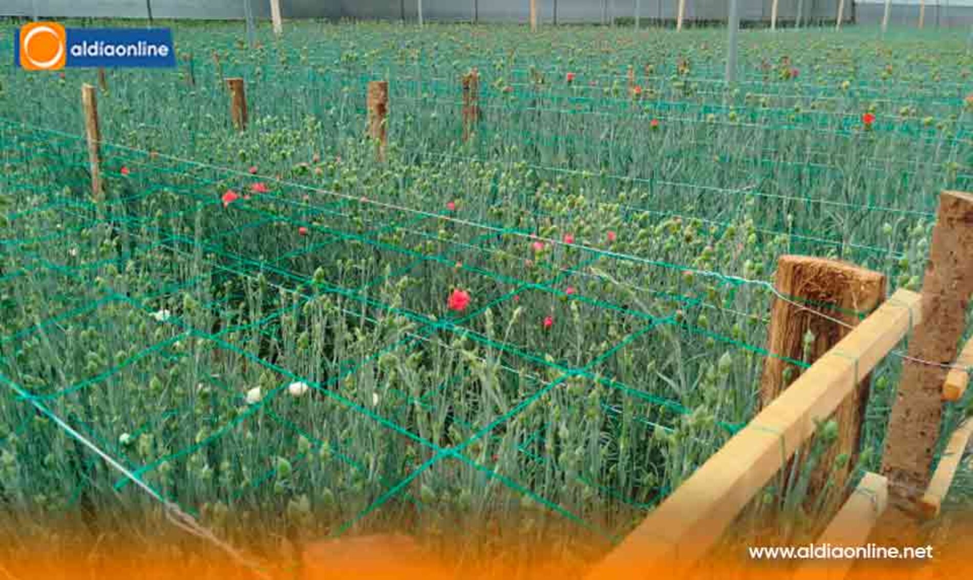 ALZA DE ARANCELES GOLPEA AL SECTOR FLORÍCOLA Y PEQUEÑOS PRODUCTORES DE CANCHAGUA ADVIERTEN RIESGO DE QUIEBRA (Video)