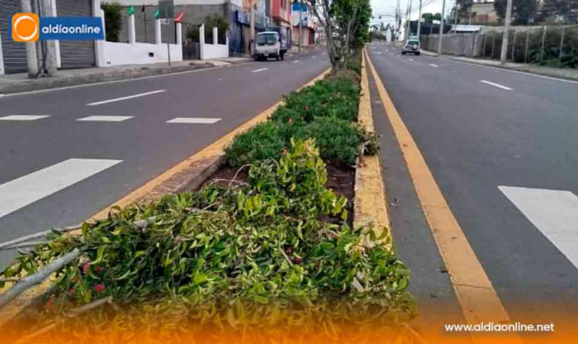 INDIGNACIÓN POR DESTRUCCIÓN DE ARBUSTO EN PARTERRE DE LA AV. UNIDAD NACIONAL Y GALO TORRES