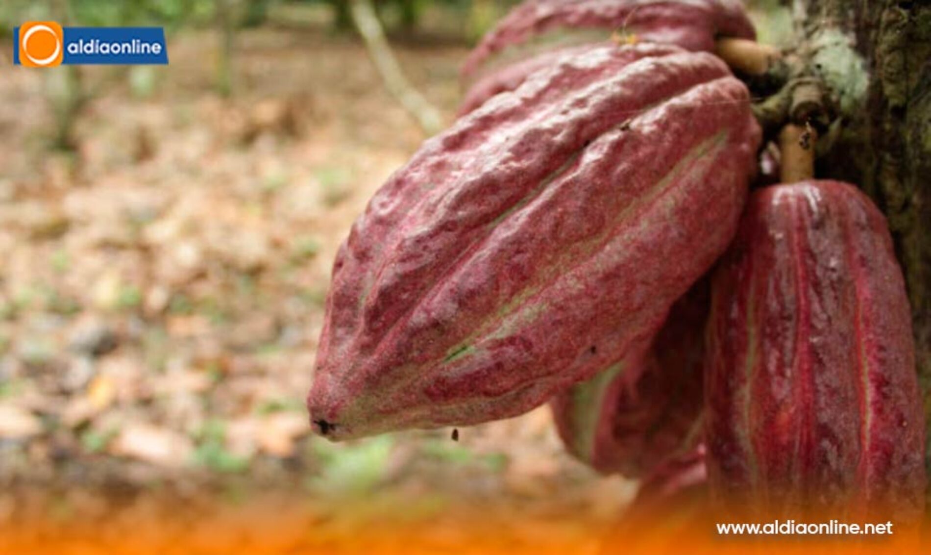 NOBOA IMPULSA LABORATORIOS VIVIENTES DE CACAO REGENERATIVO, JUNTO A FAO Y CBA, PARA FORTALECER LA BIOECONOMÍA DEL SECTOR