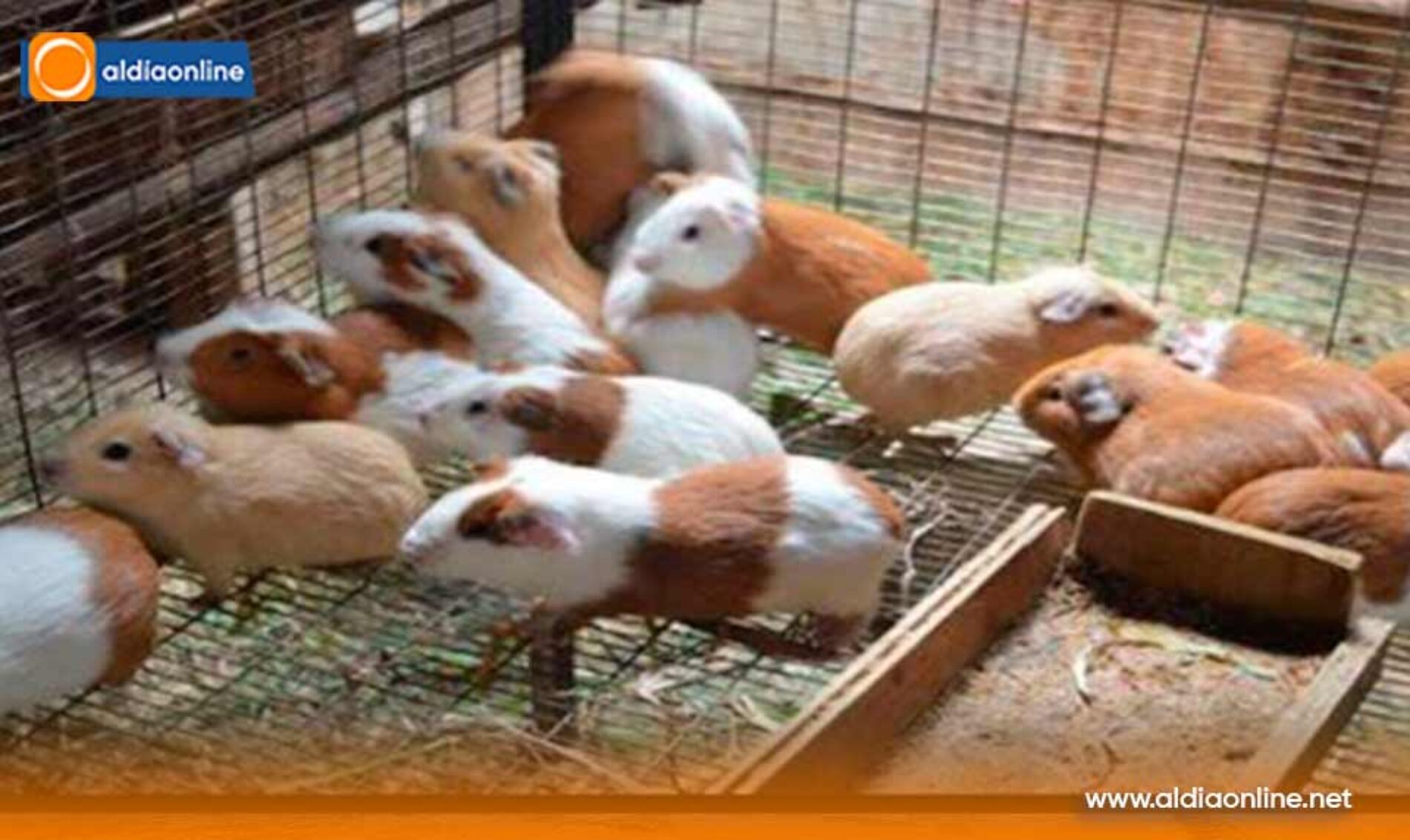 ALERTA SANITARIA EN SAQUISILÍ SUSPENDEN FERIAS Y COMERCIALIZACIÓN DE CUYES Y CONEJOS POR MORTALIDAD EN EVALUACIÓN