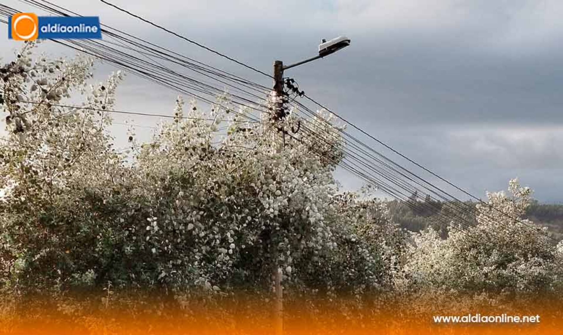 ENTRE RAMAS Y CABLES ACERA INSEGURA GENERA ALARMA EN SAQUISILÍ