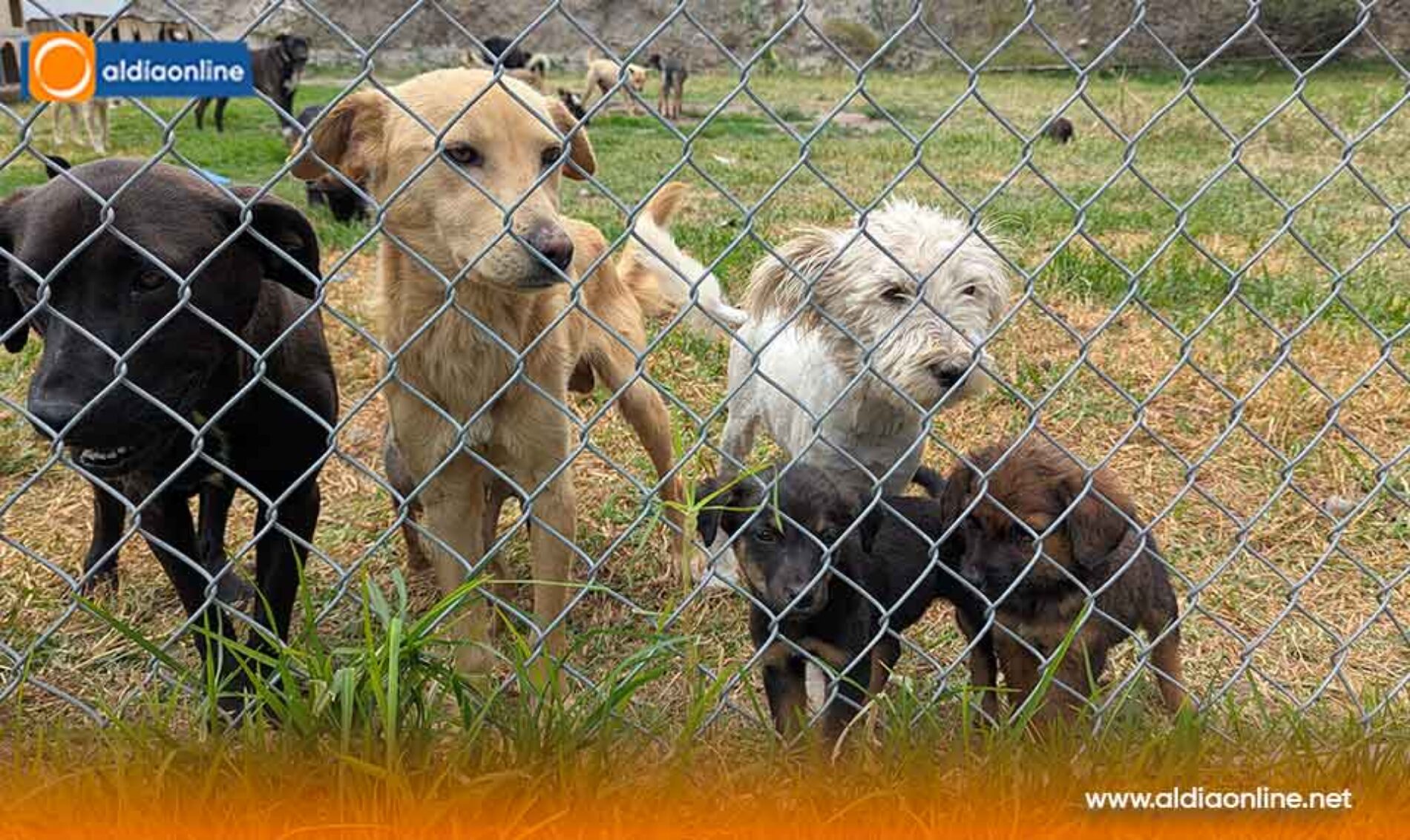 ALCALDÍA DE SALCEDO CONTINÚA TRABAJANDO POR LA FAUNA URBANA