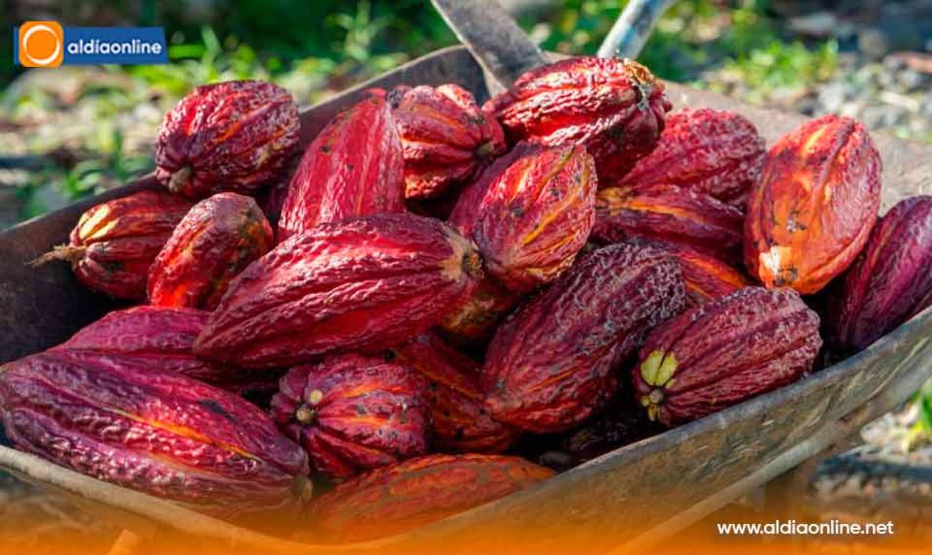 NOBOA IMPULSA LABORATORIOS VIVIENTES DE CACAO REGENERATIVO, JUNTO A FAO Y CBA, PARA FORTALECER LA BIOECONOMÍA DEL SECTOR