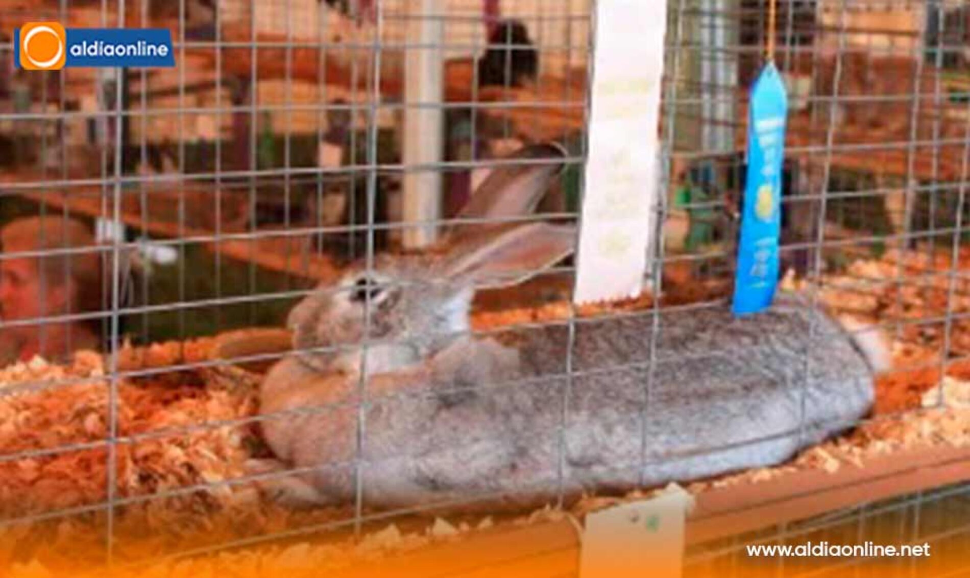 ALERTA SANITARIA EN SAQUISILÍ SUSPENDEN FERIAS Y COMERCIALIZACIÓN DE CUYES Y CONEJOS POR MORTALIDAD EN EVALUACIÓN