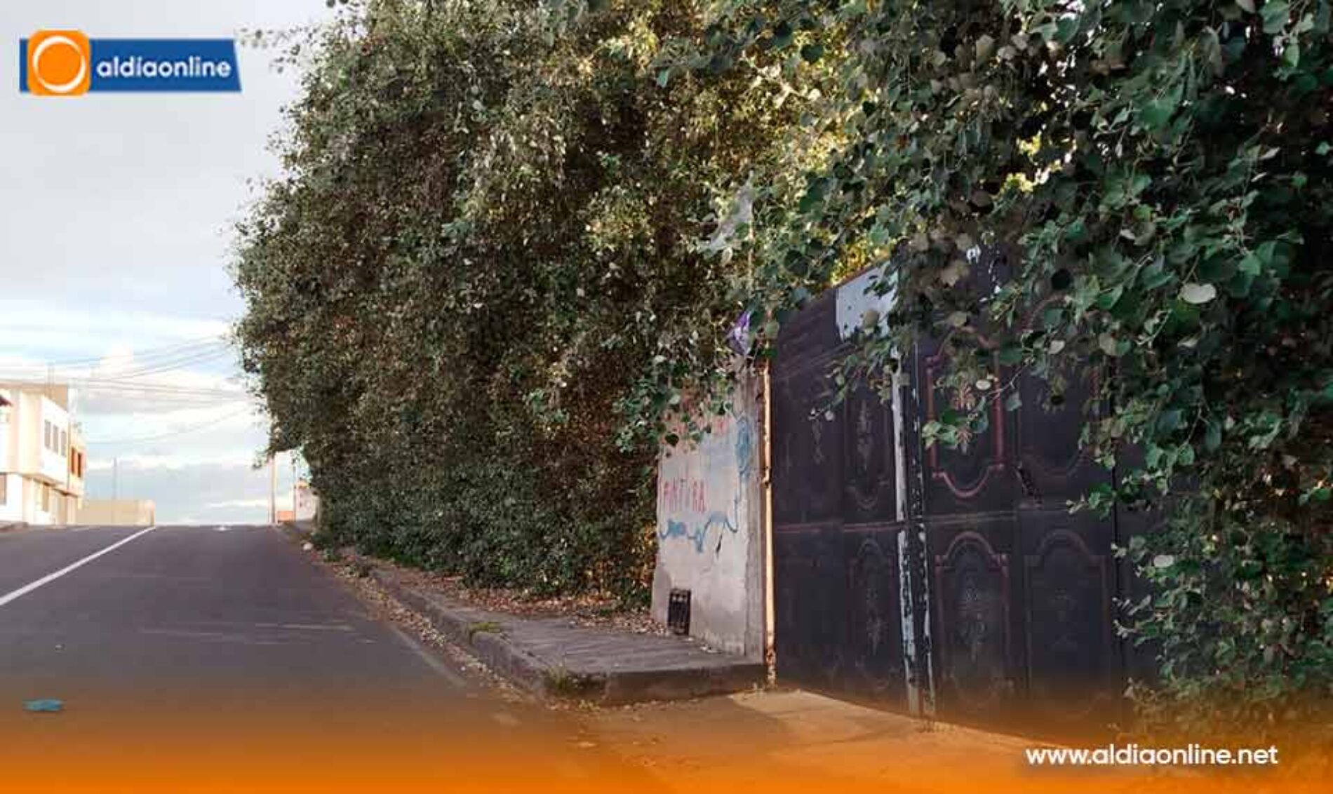 ENTRE RAMAS Y CABLES ACERA INSEGURA GENERA ALARMA EN SAQUISILÍ