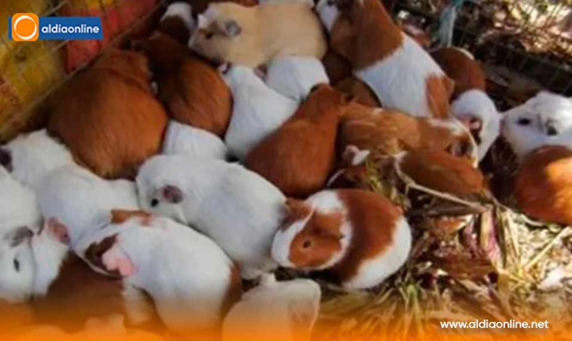 ALERTA SANITARIA EN SAQUISILÍ SUSPENDEN FERIAS Y COMERCIALIZACIÓN DE CUYES Y CONEJOS POR MORTALIDAD EN EVALUACIÓN