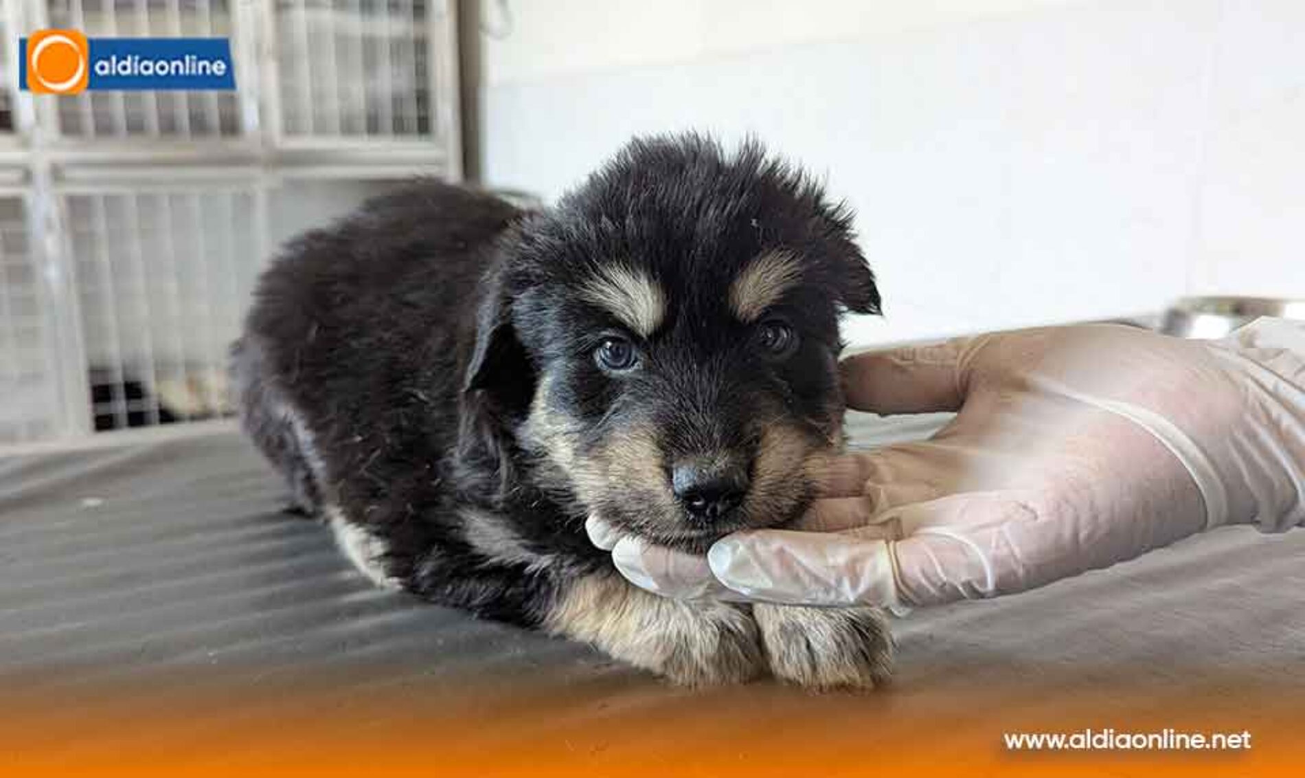 ALCALDÍA DE SALCEDO CONTINÚA TRABAJANDO POR LA FAUNA URBANA