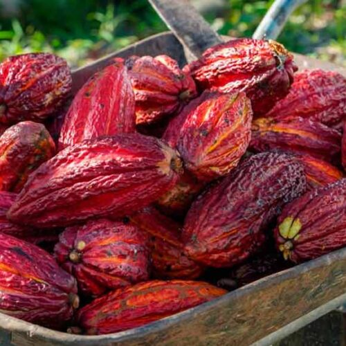 NOBOA IMPULSA LABORATORIOS VIVIENTES DE CACAO REGENERATIVO, JUNTO A FAO Y CBA, PARA FORTALECER LA BIOECONOMÍA DEL SECTOR